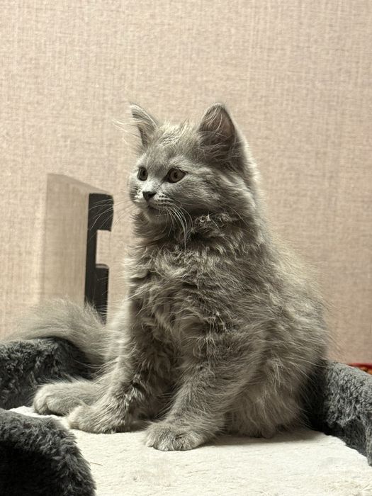 Британский Хайленд мальчик 3 месяц