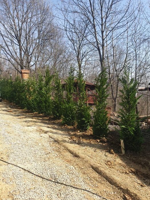 Bambus,scoruș de munte