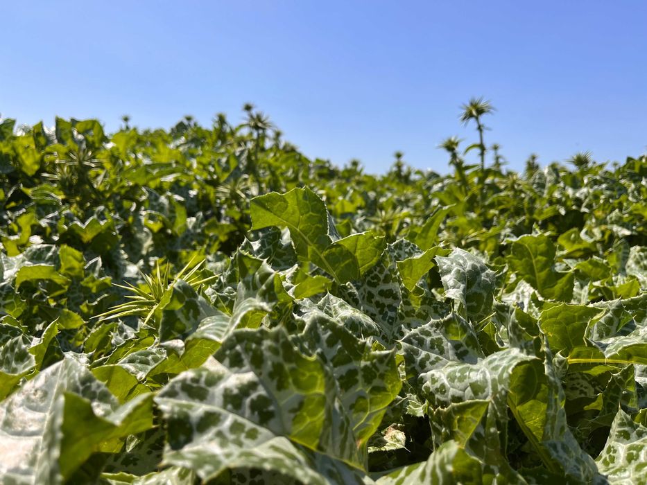 Seminte de armurariu – productie proprie GreenAgro