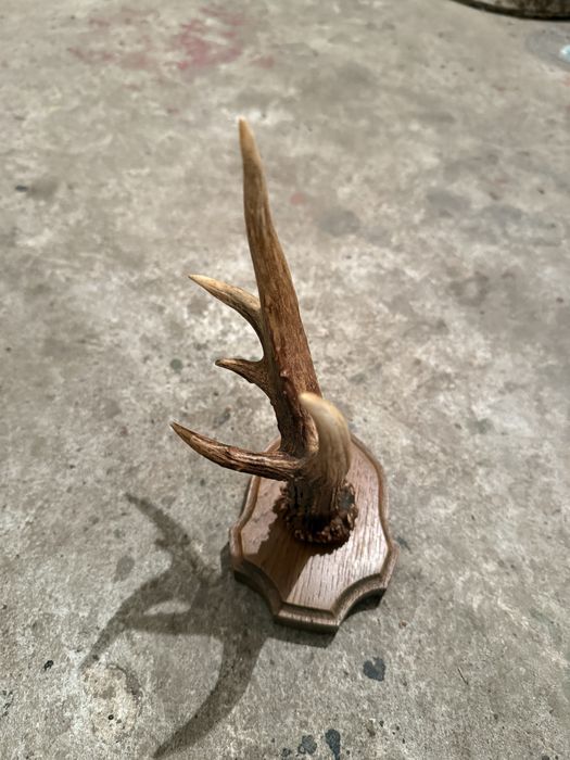 Продавам рог от сръндак