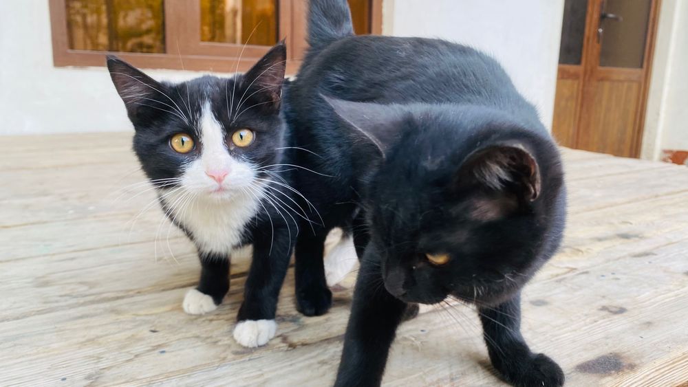 Мушик бор 2 дона