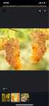Vand struguri de vin 2025