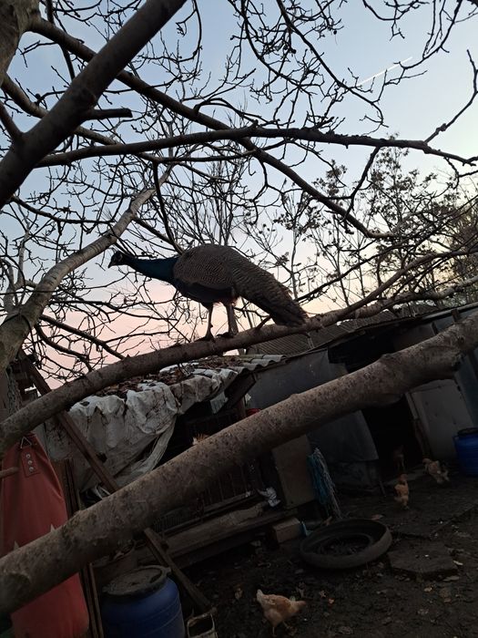 Paunii de vânzare sau schimb cu alte pasari sau animale