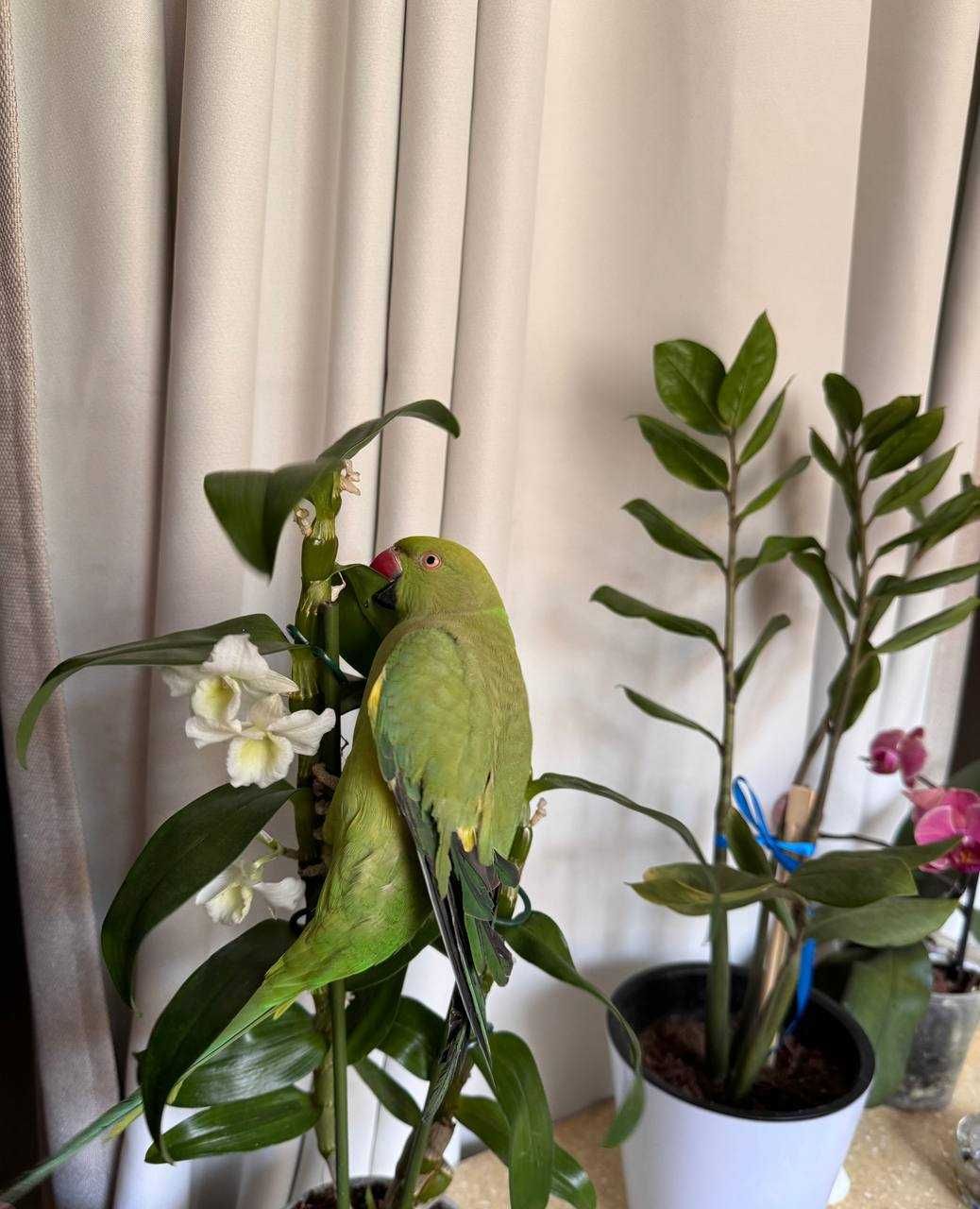 Ожереловый попугай, мальчик 6 месяцев
