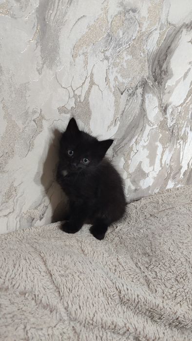 Котята  в добрые руки