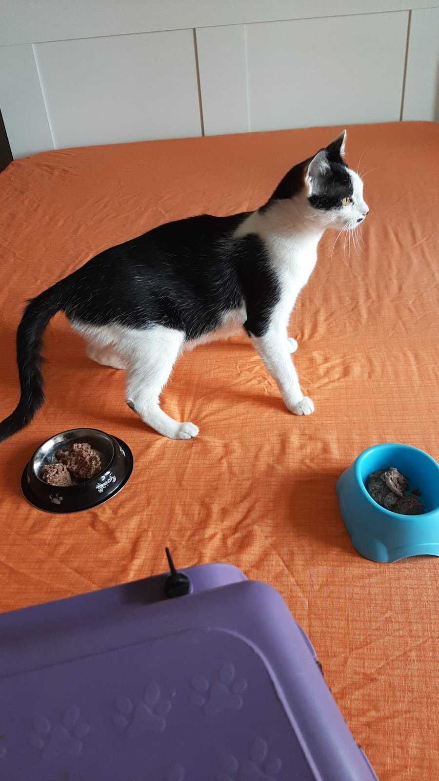 Котета търсят своя дом