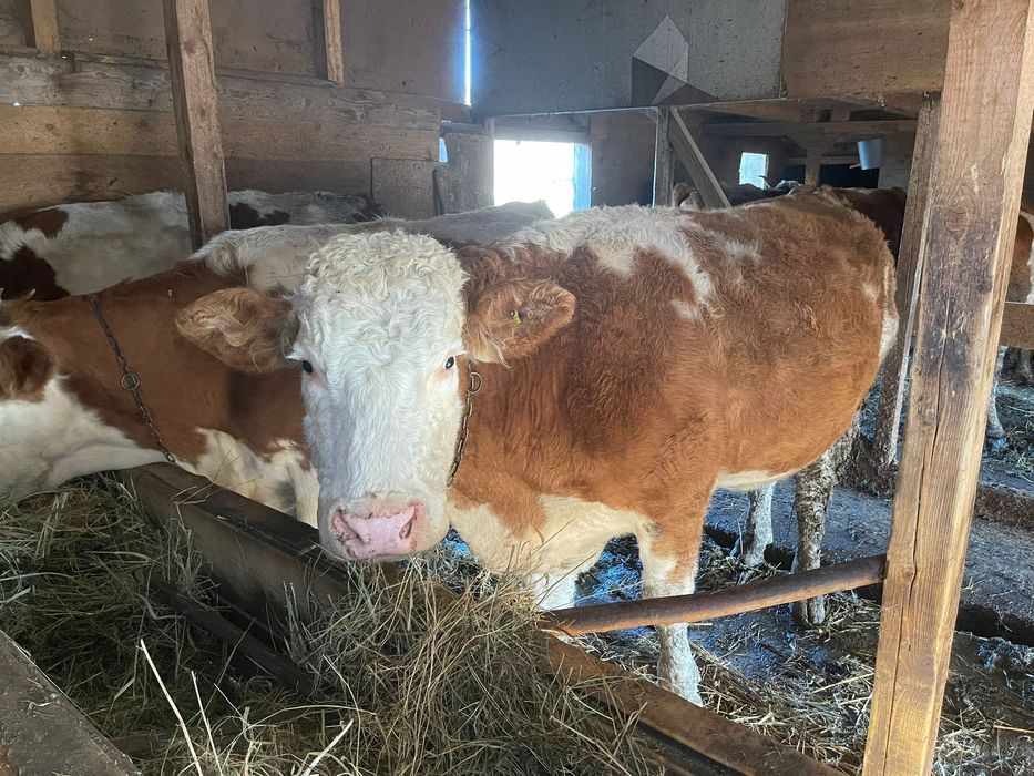 Vând vaca gestantă în 3 luni