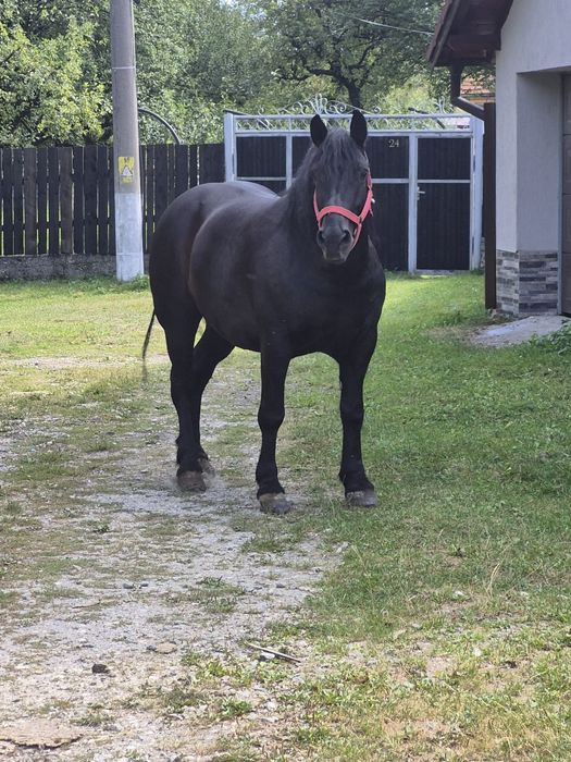 Cal deosebit de 6ani