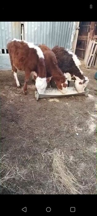 Продам 7 телят. Полтора миллиона