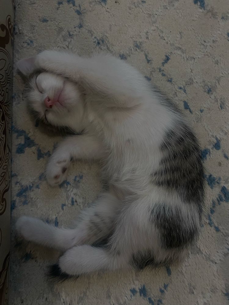Котенок в добрые руки