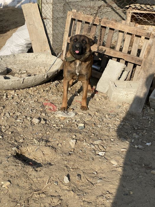 Продам бельгийскую овчарку