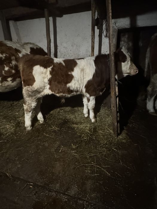 Vand vaca cu vițel