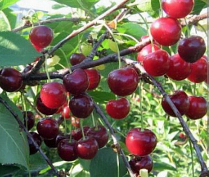 Продам домашнюю вишню