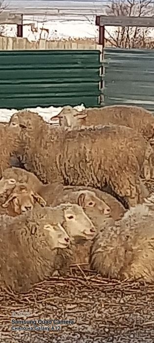 Продам баран породы меринос с плем документом