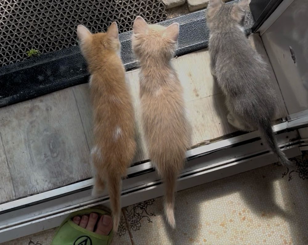Котята мальчик и 2 девочки