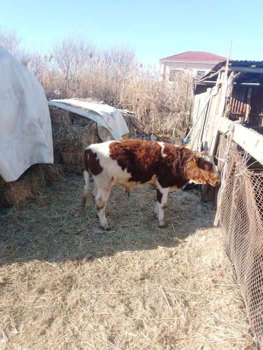 Бұқа сатылады. Қорада жемде нан жеп тұрған бағып жатқан