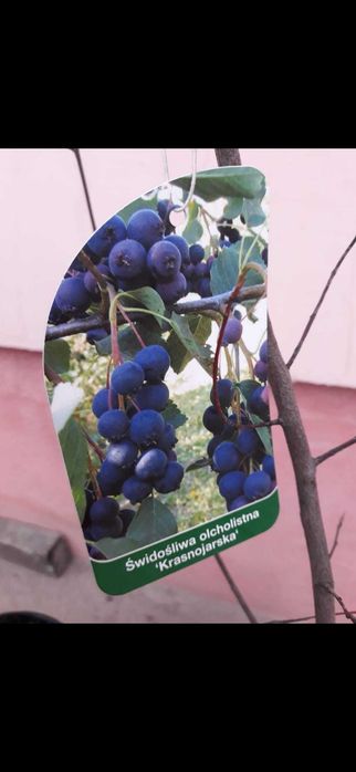 Cais.Aronia.Gutui.Nuci.Tei.Castan.Par.Mar.Afin.Alun.Cires.Migdal.Soc.