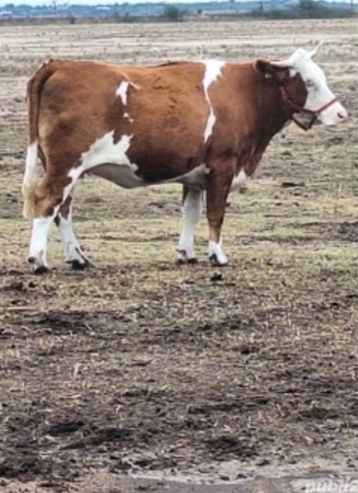 Oferta ! Vaca baltata romaneasca !