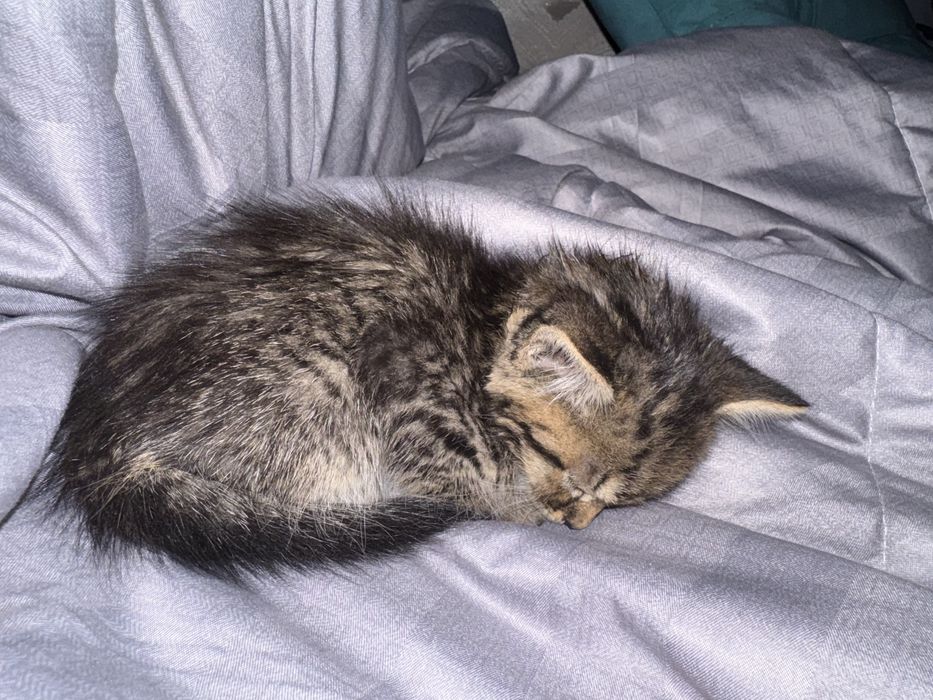 Котенок девочка 1,5 месяцов