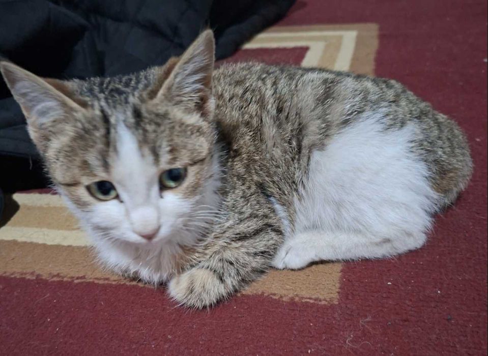 Mushuk yaxshi qo'llarga beriladi.