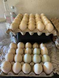 Oua de rată românească si oua de rața leșească