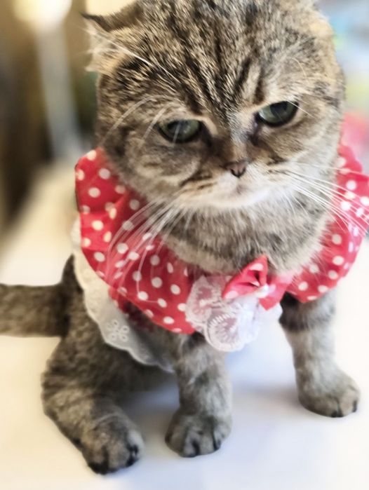 Шотландски клепоухи котенца