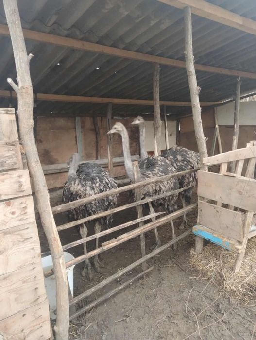 Pui struții de 5/6 luni