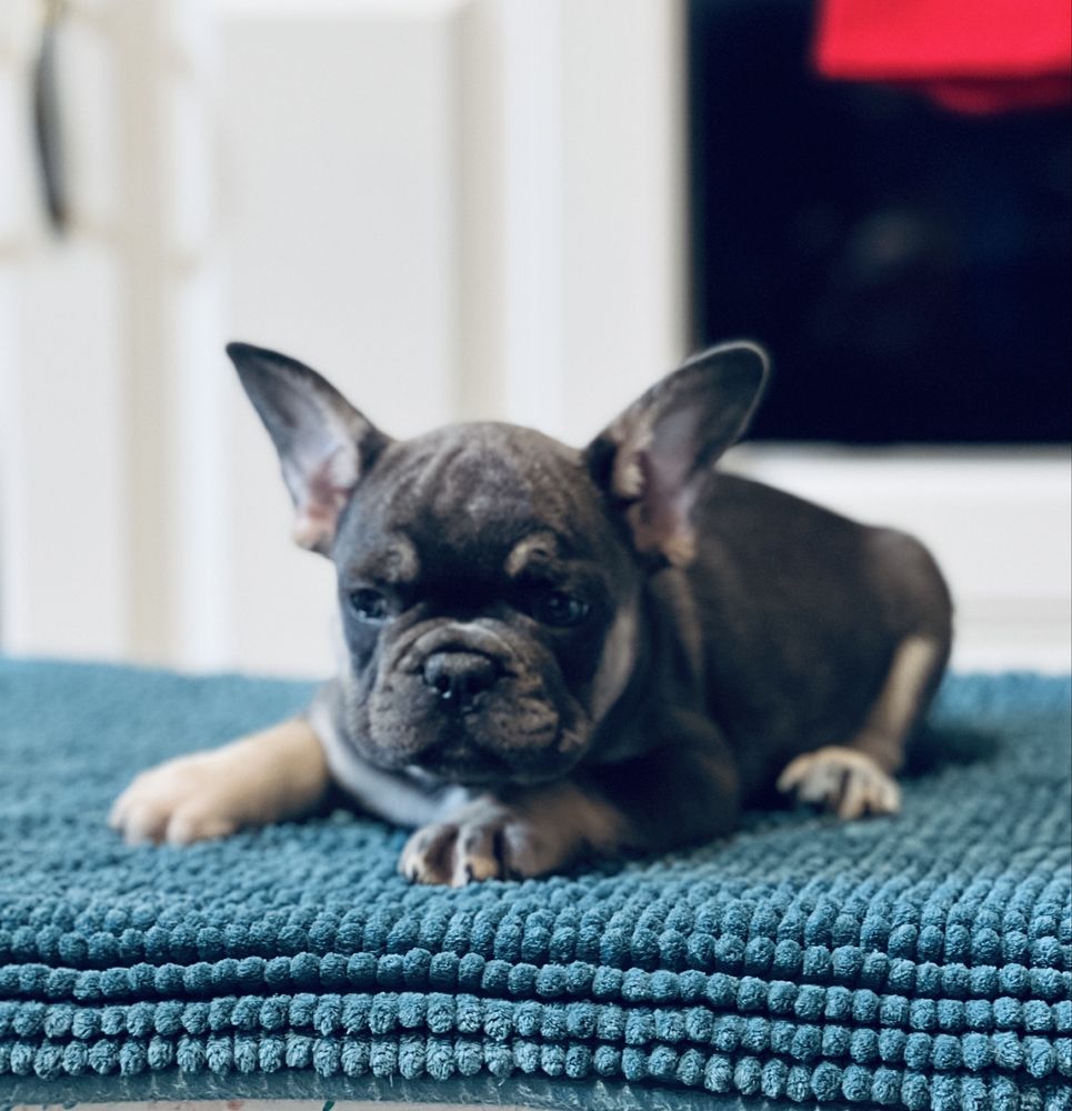 Bulldog francez blue and tan