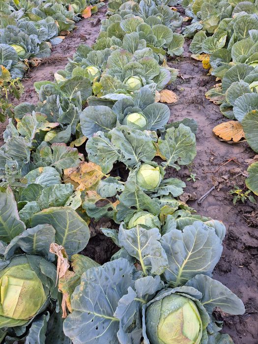 Vând varză de Buzău