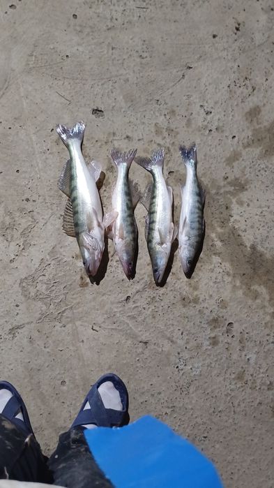 Судак мороженный