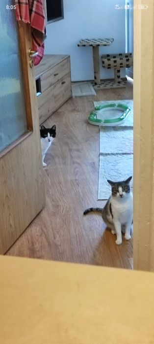 Lya, pisicuta frumoasa de adoptat,pisica pentru adoptie,pisica superba