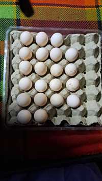 Яйца от патици и холанси кокошки