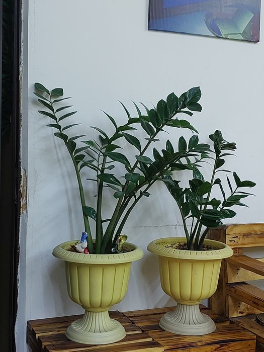 Продам комнатный цветок замиакулькус за 10000 тенге. Грэс. 2 года