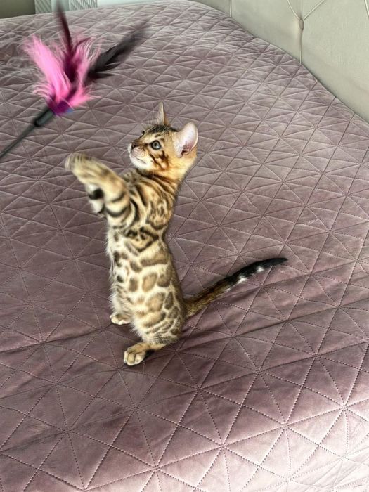 Pui bengal cu pedigree