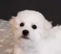 Baiat rasa Bichon frise