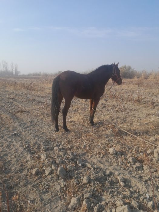 Ot Qorabayir sotiladi