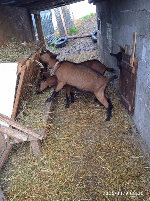 Lapte de capră alpină și iade de vânzare