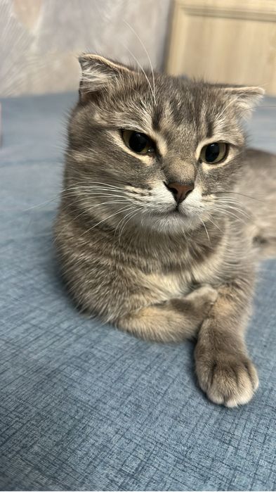 Продам кошку Вислоухая! Срочно! В связи с переездом