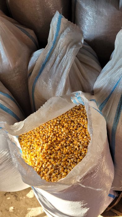Porumb uscat  la sac 40-50kg. Gradiste, arad