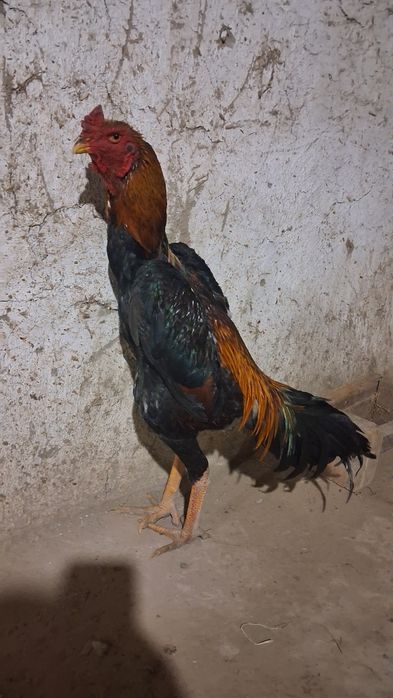 Dakan xoroz sotiladi