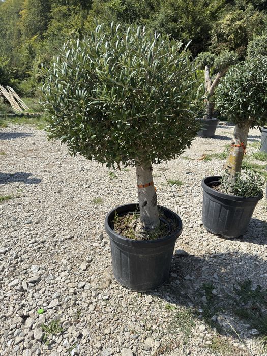 Vand si amenajez curti cu plante si gazon