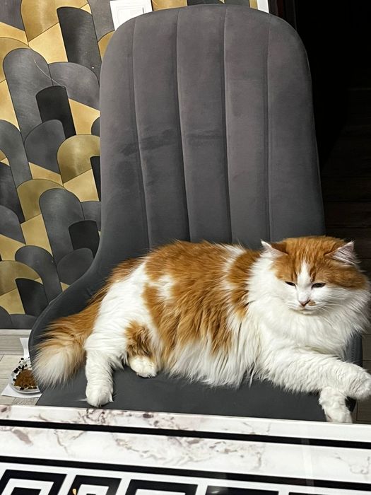 Отдаю даром кота Рыжика