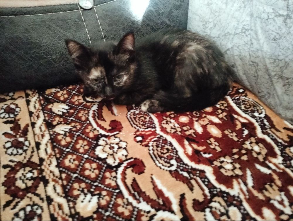Милые котята в добрые руки