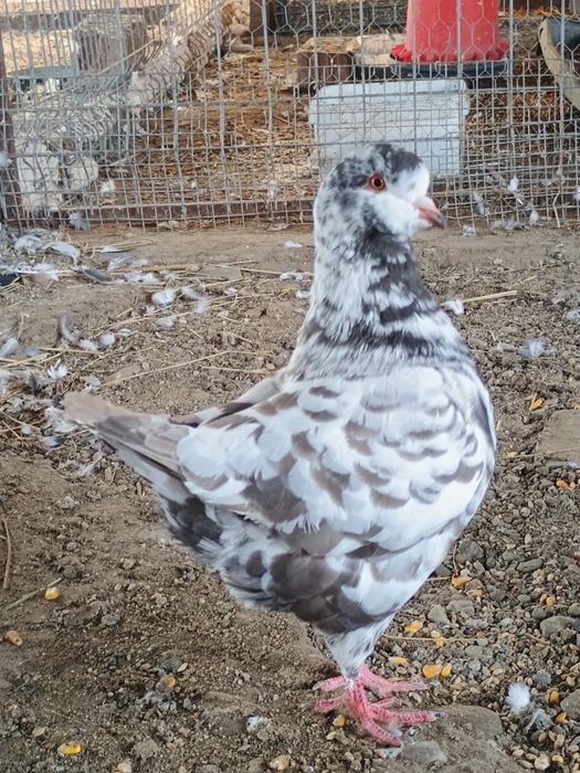 Iepuri și porumbei