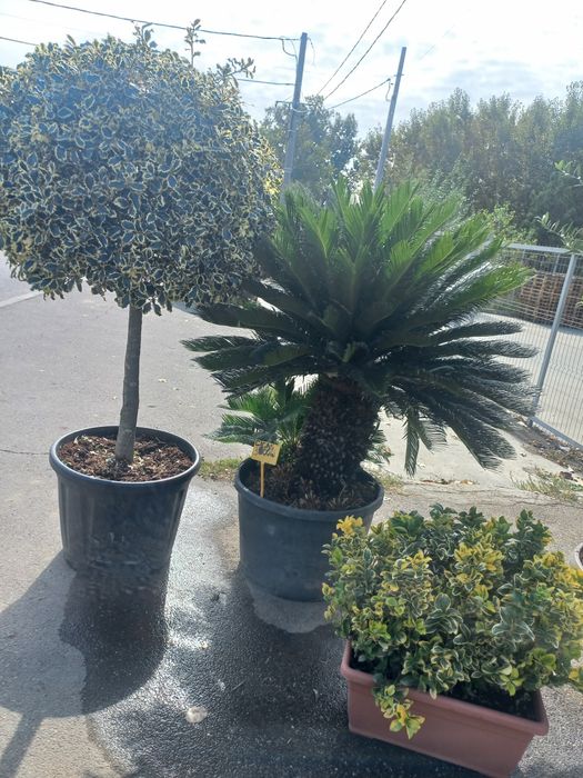 Vând lelandy cu dimensiuni de la 1.20m m până la 6m tuia smarald