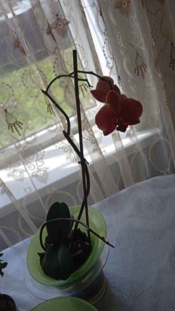 Продам орхидею и другие цветы