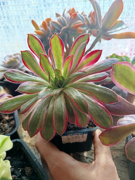 Suculente pentru Nela