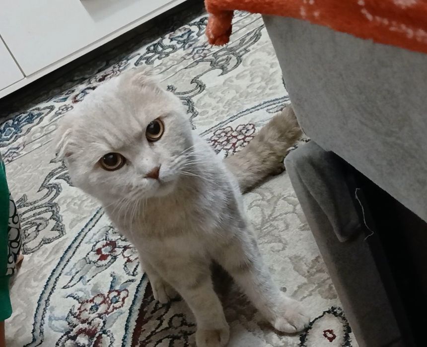 Синба ровно 1 год