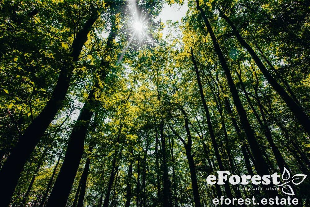 Teren 900mp premium la padure, acces direct DN1A, cartier nou eForest
