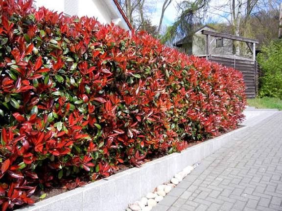 Photinia (Gard Viu )